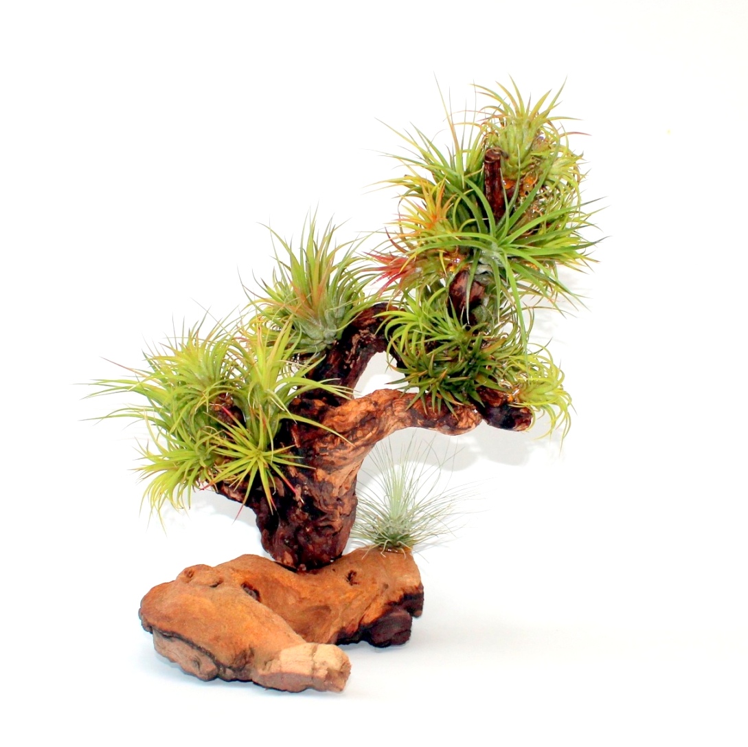 tillandsia bonsai epifita fa praktika design ionantha tillandsia trend
